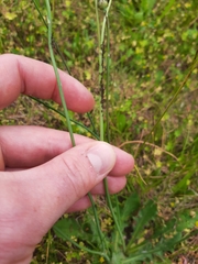 Uroleucon hypochoeridis