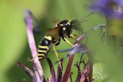 Ancistrocerus waldenii