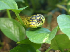 Taiwan Stink Snake photo 5