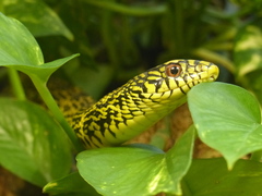 Taiwan Stink Snake photo 4