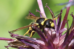 Ancistrocerus waldenii
