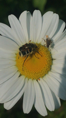 Trichiotinus assimilis