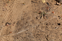 Eragrostis trichodes