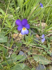 Viola tricolor tricolor