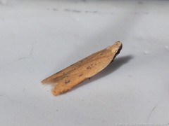 Mesophleps adustipennis