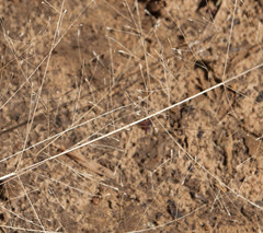 Eragrostis trichodes