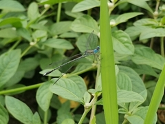 Lestes patricia