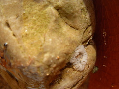 Spurilla neapolitana