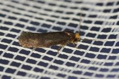 Cephimallota crassiflavella