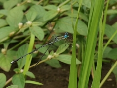 Lestes patricia