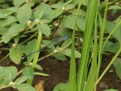 Lestes patricia