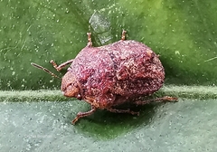 Psacasta tuberculata