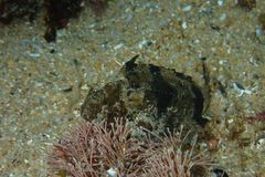 Centropogon australis