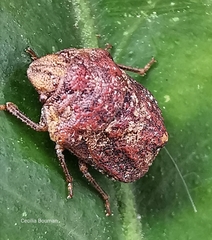 Psacasta tuberculata