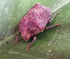 Psacasta tuberculata