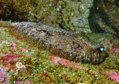 Zeugopterus punctatus