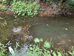 Hydrilla verticillata