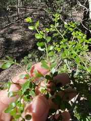 Everistia vacciniifolia nervosa