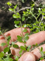 Everistia vacciniifolia nervosa