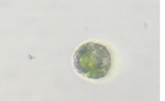 Chlamydomonas