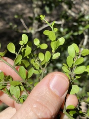Everistia vacciniifolia nervosa
