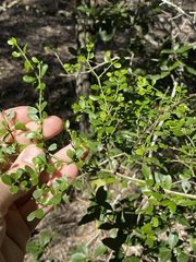 Everistia vacciniifolia nervosa