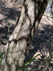 Everistia vacciniifolia nervosa