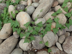 Actinostemma tenerum