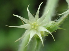 Actinostemma tenerum