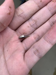 Poecilia reticulata