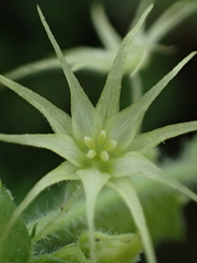 Actinostemma tenerum