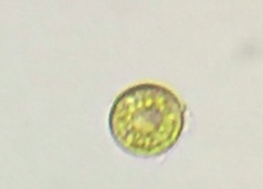 Chlamydomonadales