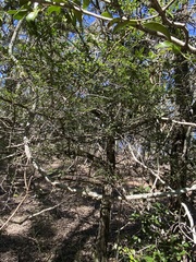 Everistia vacciniifolia nervosa