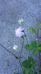 Melandrium