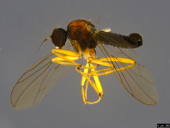 Ocydromiinae