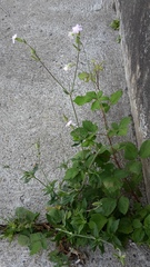 Melandrium