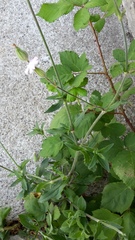 Melandrium