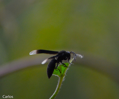 Parachartergus apicalis