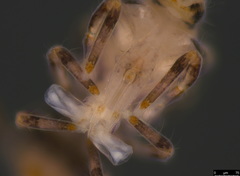 Sminthuridae