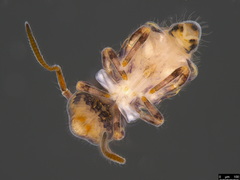 Sminthuridae