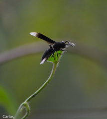 Parachartergus apicalis