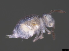 Stenognathellus denisi
