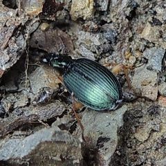 Agonum extensicolle
