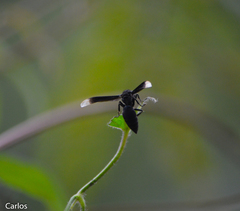 Parachartergus apicalis