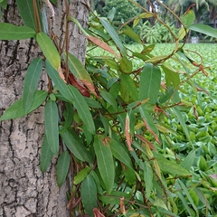 Magnoliopsida