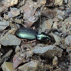 Agonum extensicolle