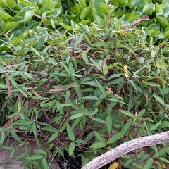 Magnoliopsida