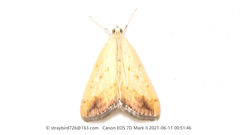 Evergestis extimalis