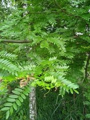 Gleditsia triacanthos