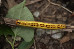 Euthrix albomaculata directa